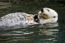 Sea Otter von Ed Book