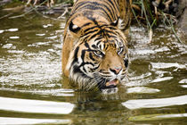 Sumatran Tiger wading in water von Ed Book