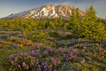 Mount St Helens south side spring morning by Ed Book