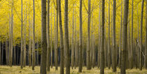 Autumn Poplar Forest von Ed Book