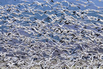Snowgeese Flock Flying von Ed Book