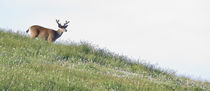 Buck Deer Approaches Across a Ridge by Ed Book