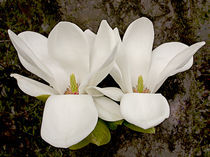 Magnolia Blossoms by Ed Book