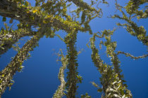 Ocotillo tangle above by Ed Book