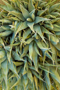 Agave Century Plant