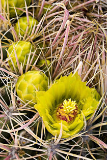 Barrel Cactus flowers von Ed Book