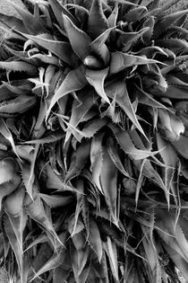 Agave Century Plant Monochrome by Ed Book
