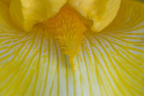 yellow Iris closeup by Ed Book