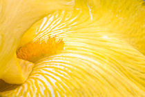 Yellow Bearded Iris by Ed Book