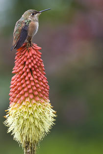 Hummingbird on a Red Hot Poker flower von Ed Book