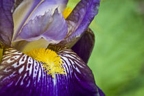 Blue Iris by Ed Book