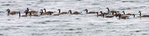 Raft of Canada Geese by Ed Book