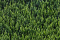 Mountainside Coniferous Forest by Ed Book