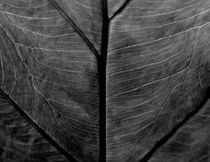 Leaf by Artyom Liss