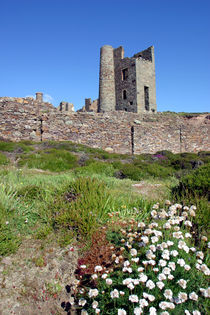 Wheal Coates Spring by Mike Greenslade