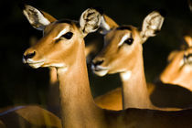 Impalas in te sunset light by Leandro Bistolfi