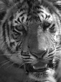 Tiger von Jeremy Cheung
