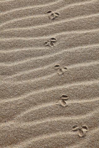 Bird-tracks-in-the-sand-cape-otway-australia-1559