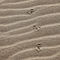 Bird-tracks-in-the-sand-cape-otway-australia-1559