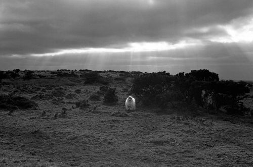 060307-sheep-sun-film