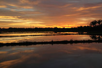 Rice Paddy Sunset by Mike Greenslade