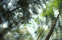 forest von Angela Bruno