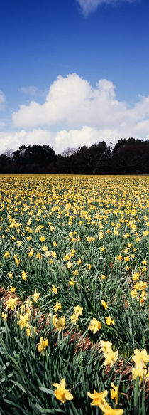 Daffodils by Mike Greenslade