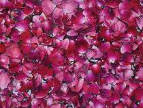 Flower Petals von James Menges