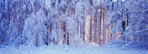 Winterwald von Intensivelight Panorama-Edition