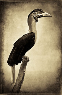 'Finer Feathered Friend 7 (sepia)' by Alan Shapiro