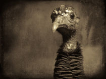 Finer Feathered Friend 2 (sepia) by Alan Shapiro