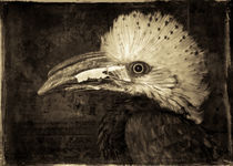 Finer Feathered Friend 4 (in monochrome) by Alan Shapiro