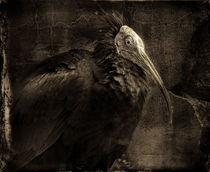 Finer Feathered Friend 5 (in monochrome) by Alan Shapiro