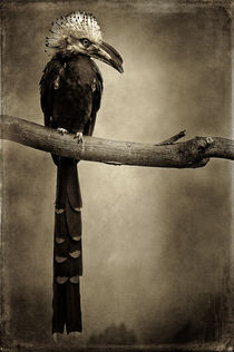 Finer Feathered Friend 1 (in monochrome) by Alan Shapiro