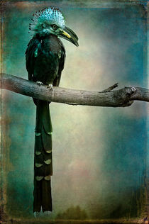 Finer Feathered Friend 1 by Alan Shapiro