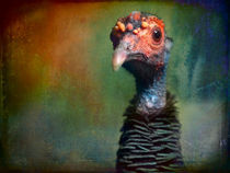 Finer Feathered Friend 2 by Alan Shapiro
