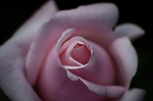 Rosa-rose