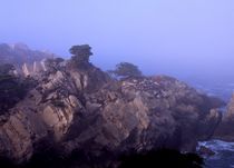 Point Lobos #6 by Ken Dvorak