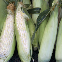 Corn by James Menges