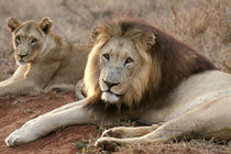 Lions by Mike Greenslade