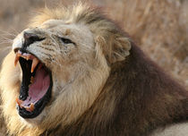 The Lion's Roar von Mike Greenslade
