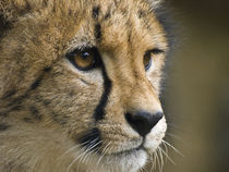 Cheetah youngster with golden eyes facial close-up. von Yolande  van Niekerk