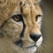 Cheetah-youngster-with-golden-eyes-facial-close-up-reg