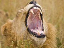Lion yawning front-view by Yolande  van Niekerk