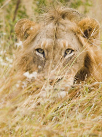 Lion in grass  facing  forward by Yolande  van Niekerk