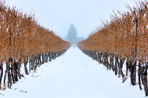 Niagara-on-the-lake-winter-vineyard-4