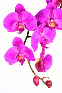 Orchid Beauty von Ian C Whitworth