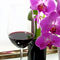 Red-wine-orchids