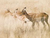 Impala females in golden grass by Yolande  van Niekerk