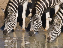 Zebras drinking close-up in repetition von Yolande  van Niekerk